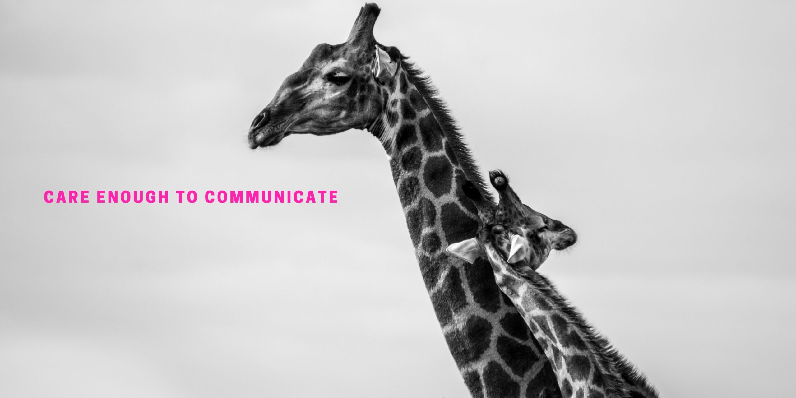 two giraffes with text care enough to communicate